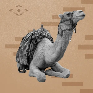 الهجن