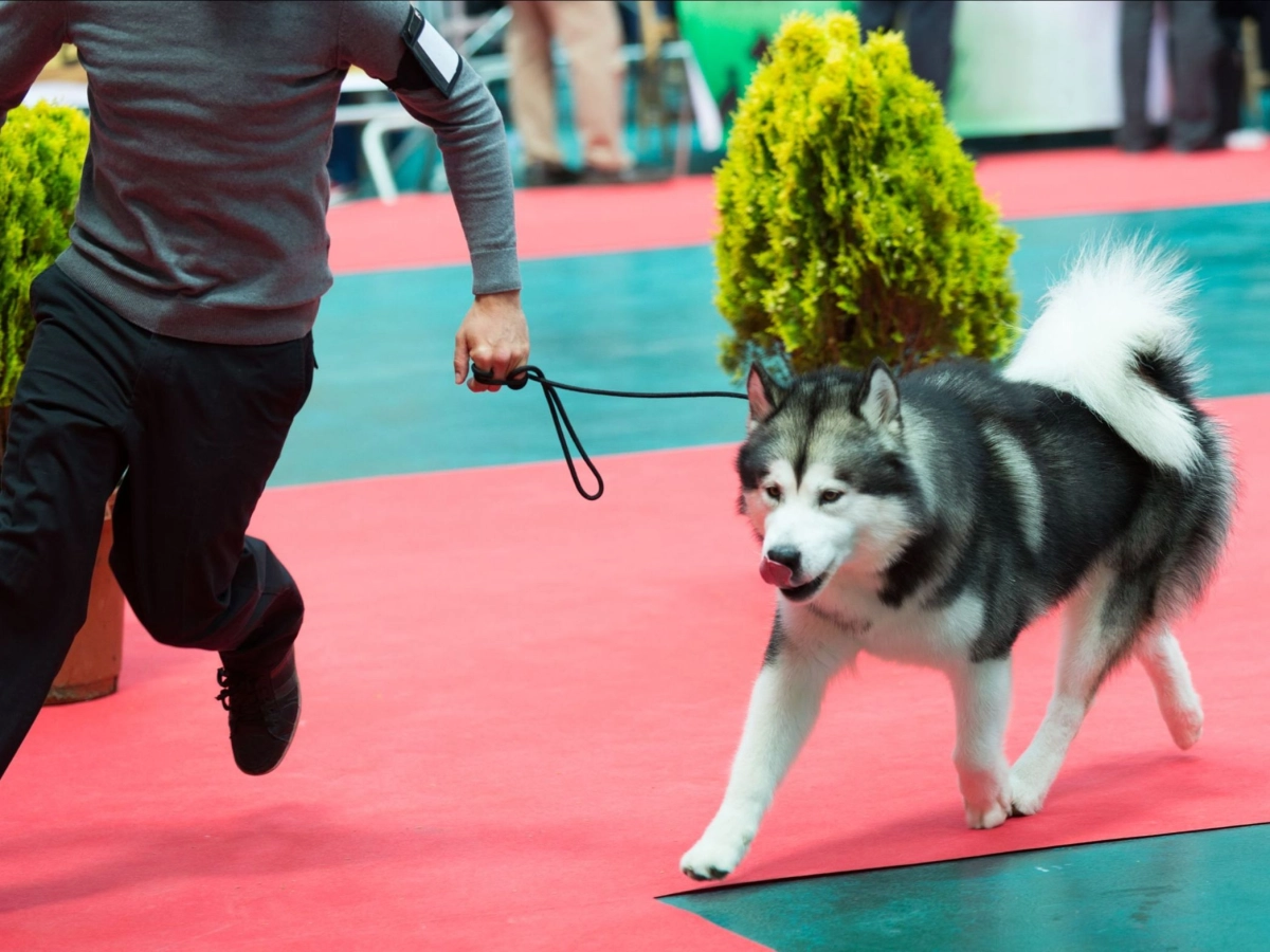 dog-agility.jpeg