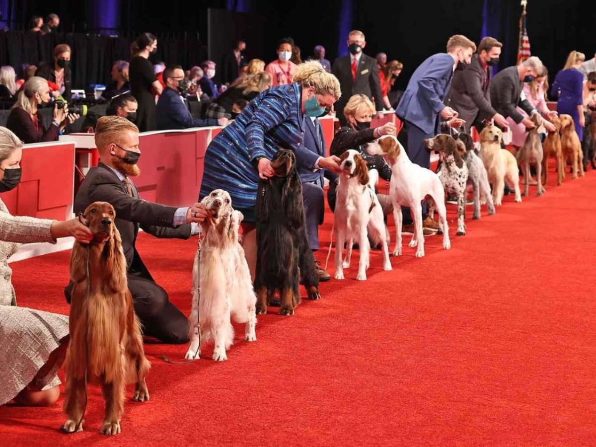 dog-championship.jpeg