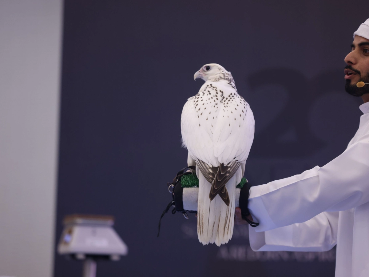 falcon-beauty.jpeg