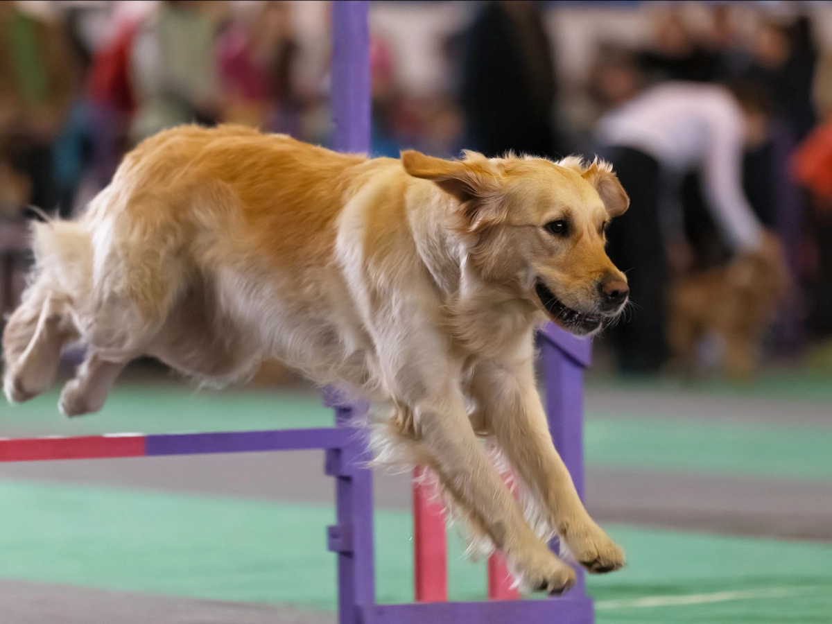 fun-dog-show.jpeg