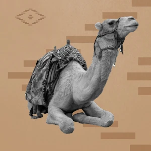 Camel