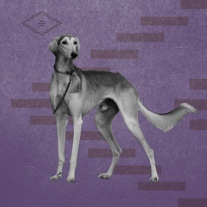 Saluki