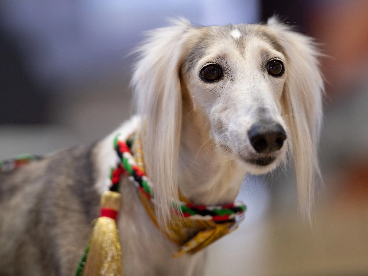 saluki.jpeg